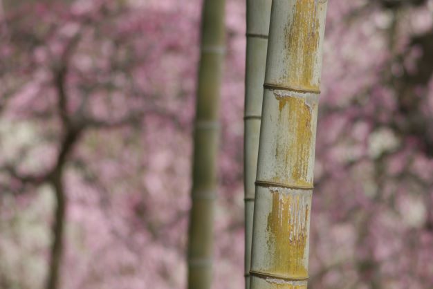 u֘A摜FGWCtHgCt