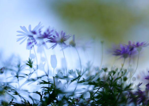 u֘A摜FHʐ^