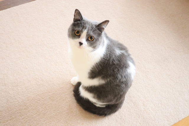 【オンライン】愛猫と幸せに暮らす方法