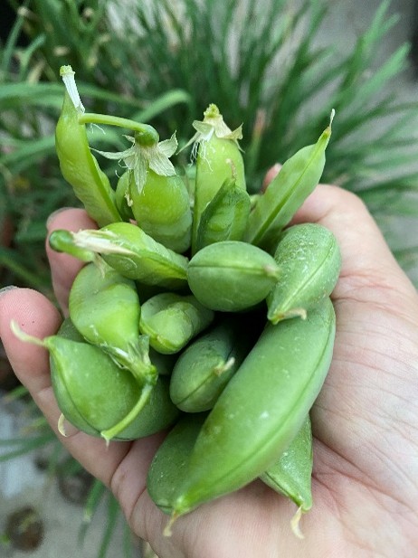 u֘A摜F₨搶̎sȂȉƒ؉