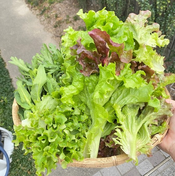 �u���֘A�摜�F�₨���搶�̎��s���Ȃ������ȉƒ�؉�����