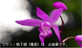 �u���֘A�摜�F�����E�򑐁A����Ȃ�킩��I