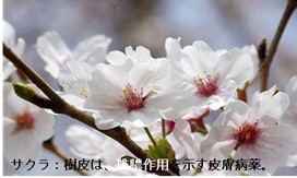 �u���֘A�摜�F�����E�򑐁A����Ȃ�킩��I