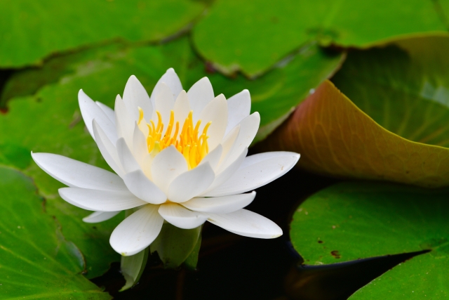 �u���֘A�摜�F�A���w����