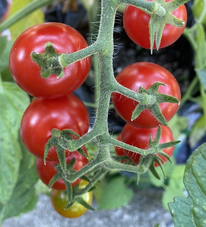 �u���֘A�摜�F�₨���搶�̎��s���Ȃ������ȉƒ�؉�����