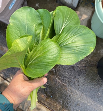 �u���֘A�摜�F�₨���搶�̎��s���Ȃ������ȉƒ�؉�����