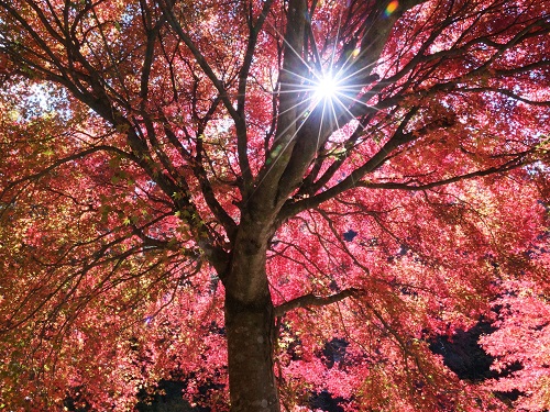 u֘A摜F͂ʐ^̃Rc