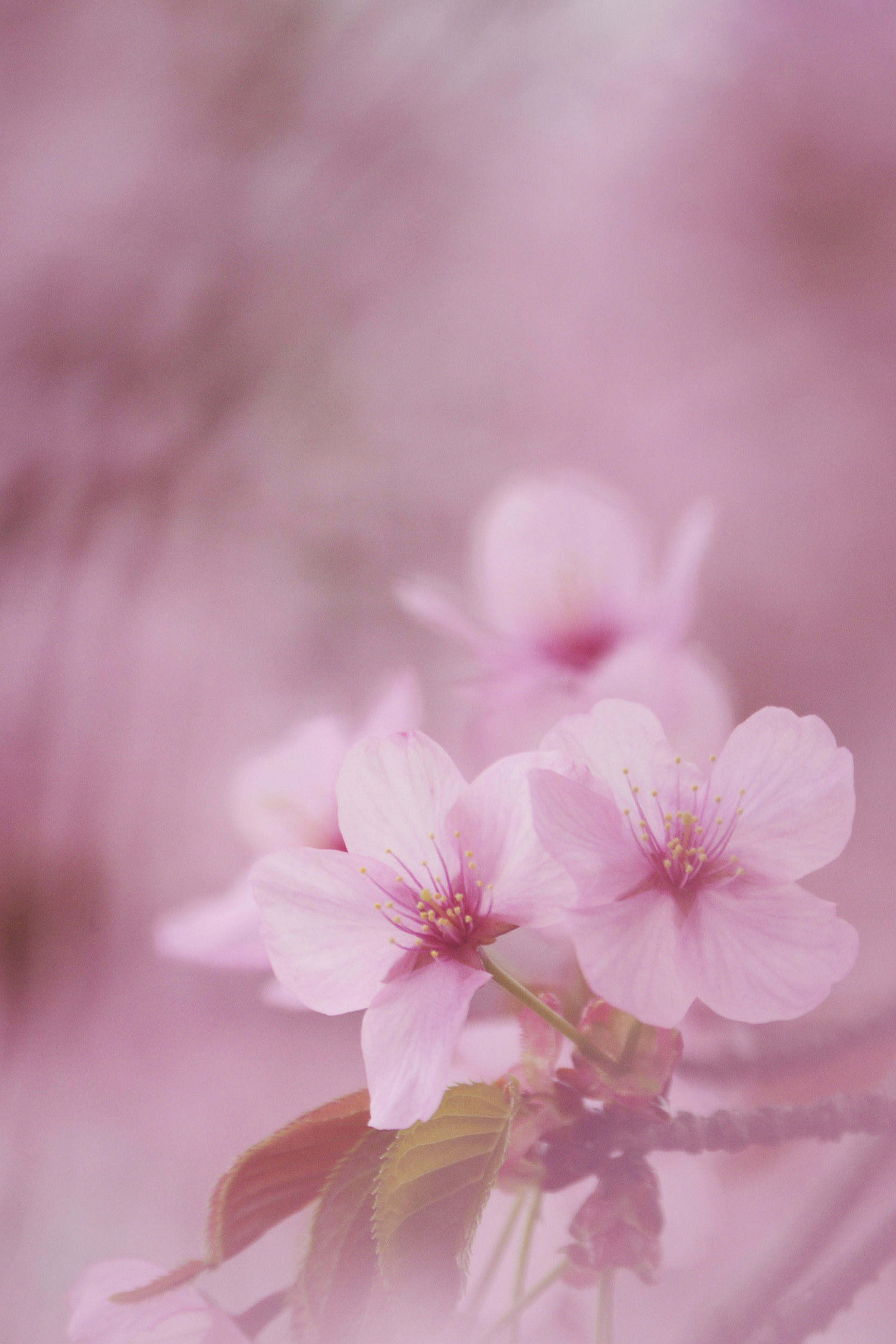 �u���֘A�摜�F�ʐ^����