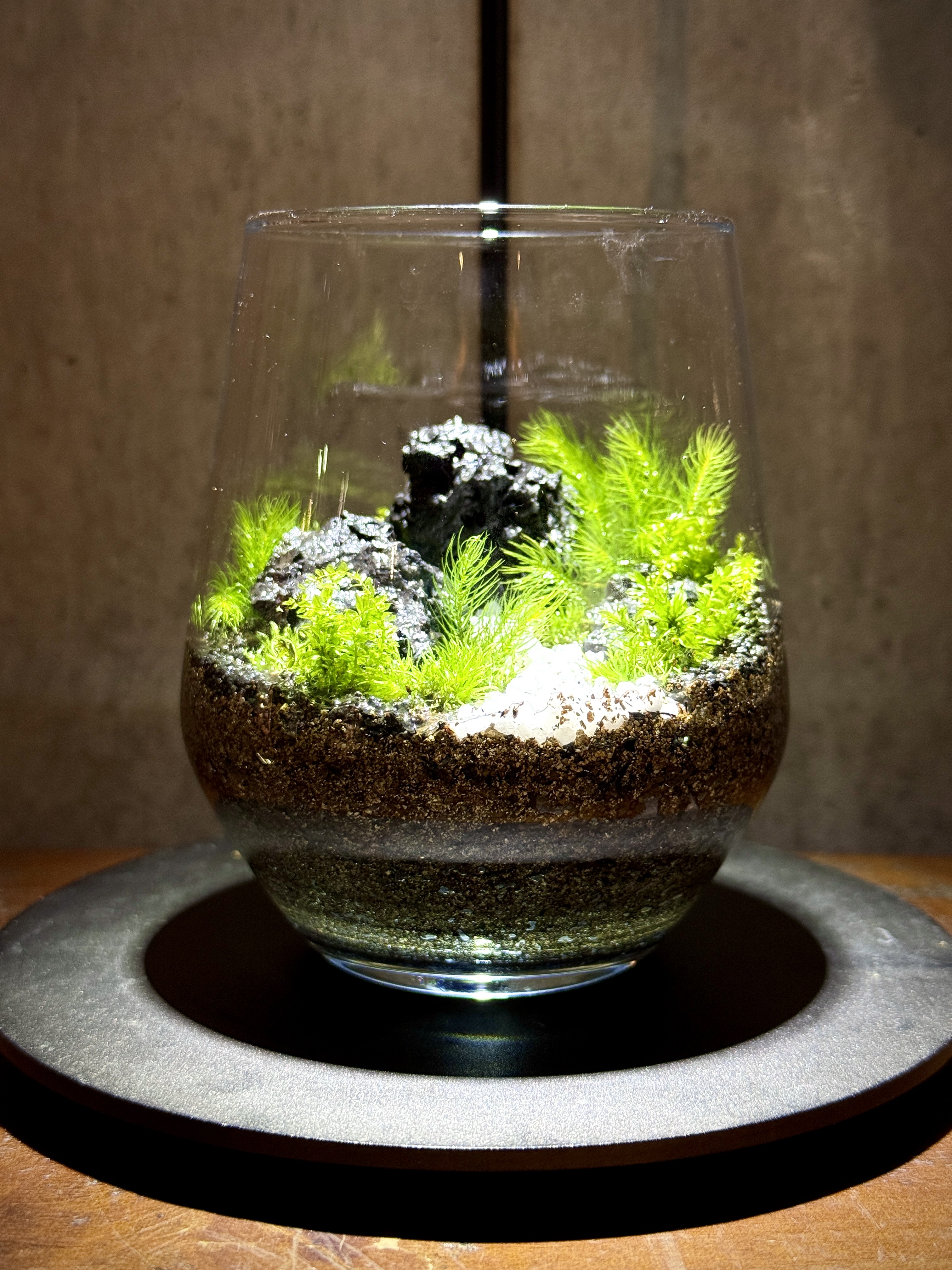 苔テラリウム　No.５２４ 険しい山道を進んできたツキノワグマが、山頂にたどり着いた瞬間を苔