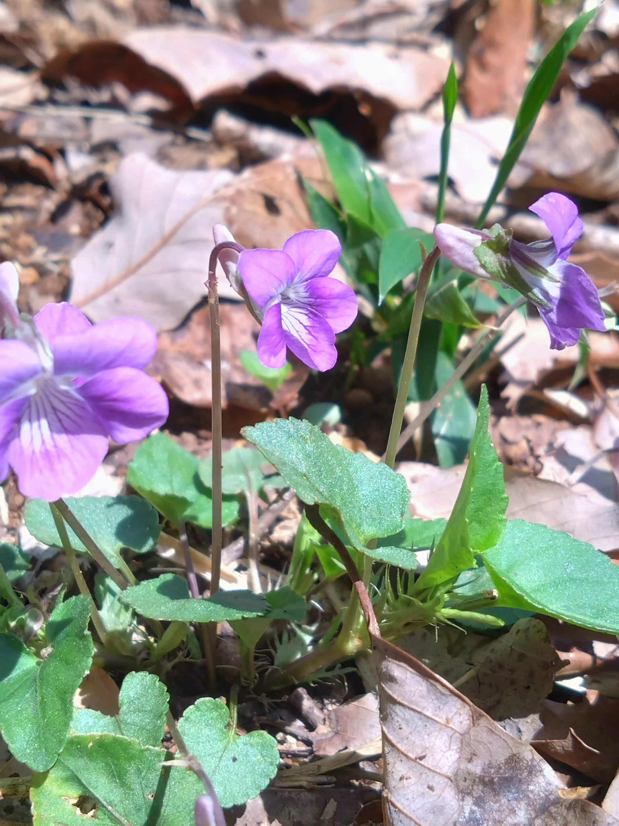 �u���֘A�摜�F�y4/16�z�q���o�����r�ڂ���E���R�̗��R�U���@�s�s�Ή��A�������ӂ̐X���U��