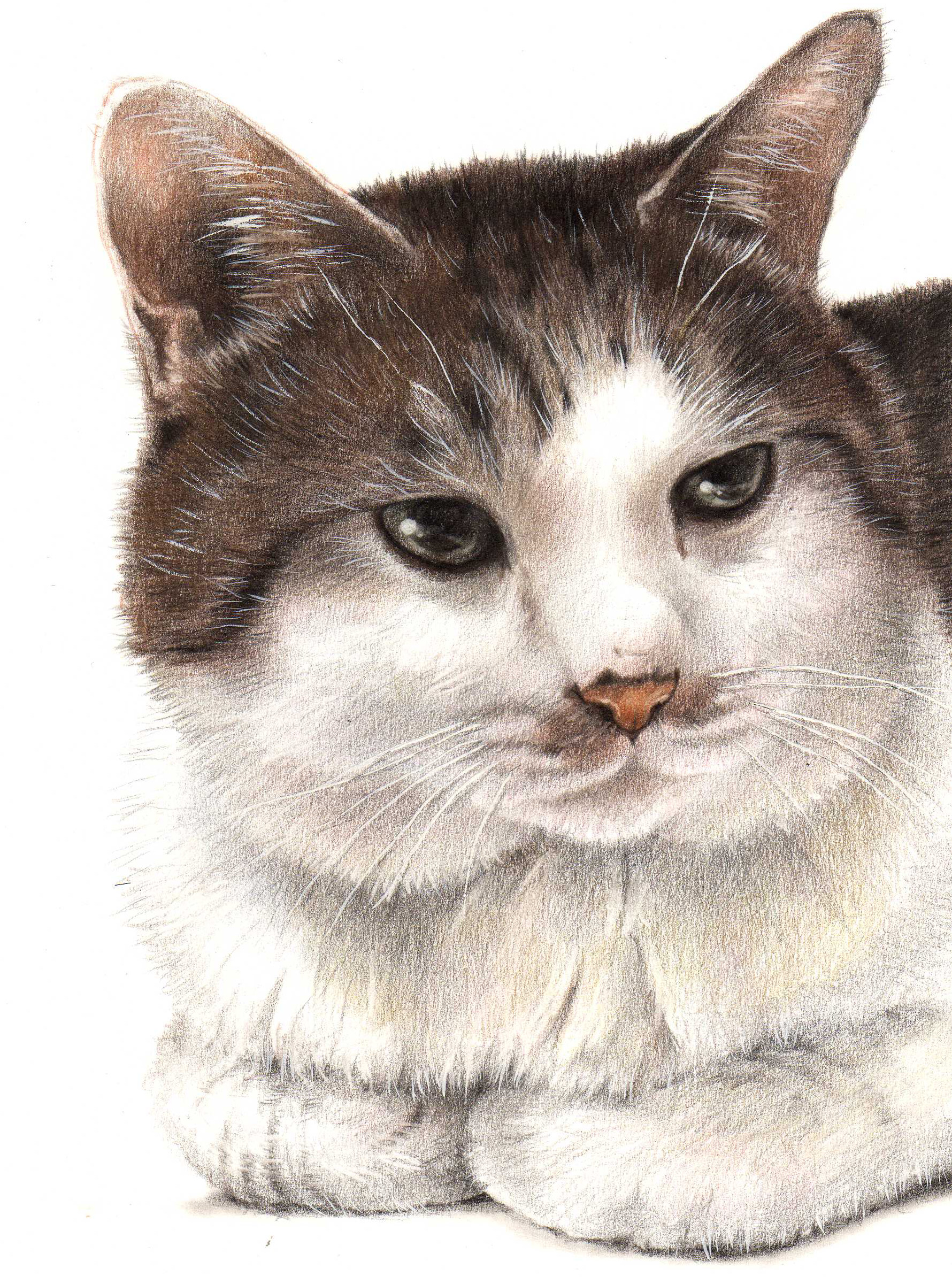 色えんぴつでモフモフの猫を描いてみよう