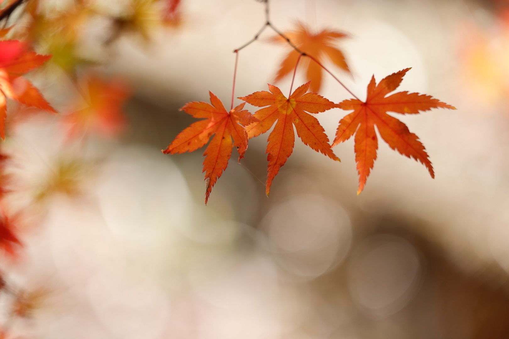 u֘A摜FJu