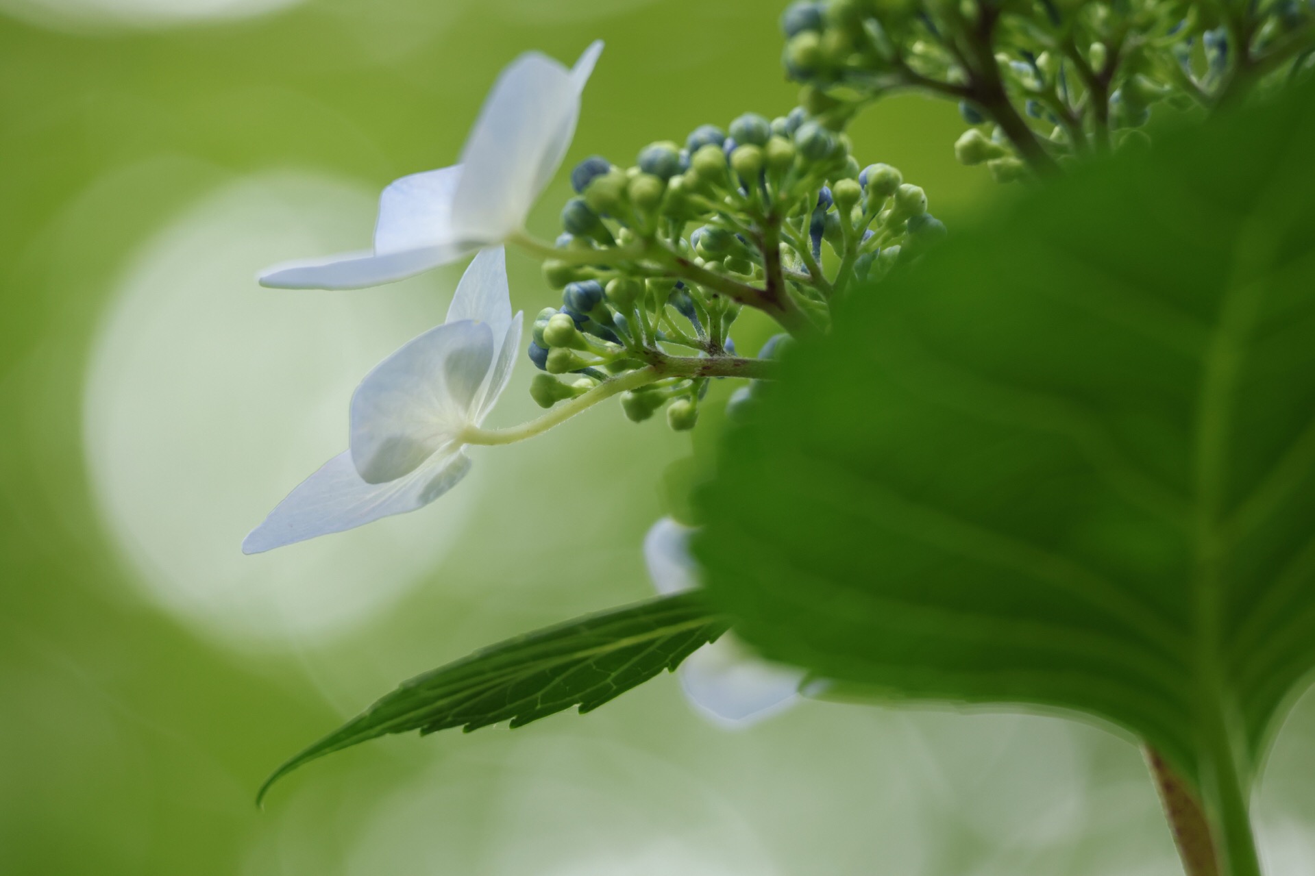 �u���֘A�摜�F�J�����U�����y������