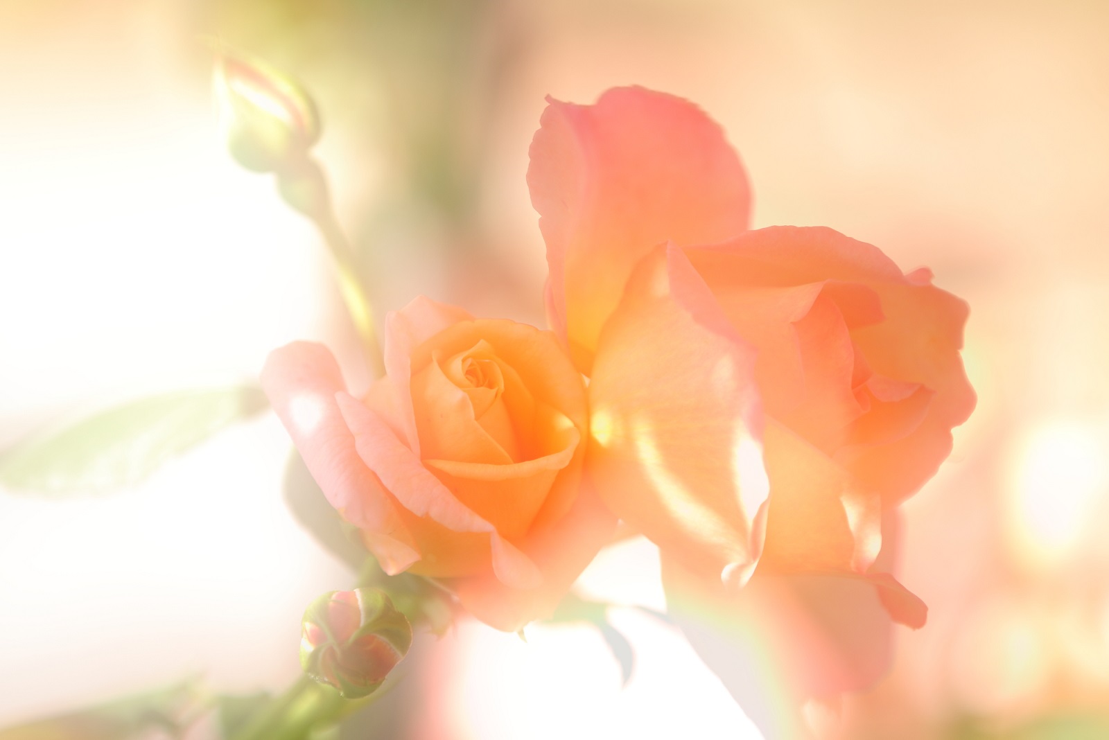 ჌tX}z܂Ł@Jqy({ʐ^Ƌ  RNq)