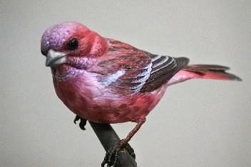 バードカービング　ヤイロチヨウ バードカービング ヤイロチヨウ ヤイロチョウ【木彫バードカービング