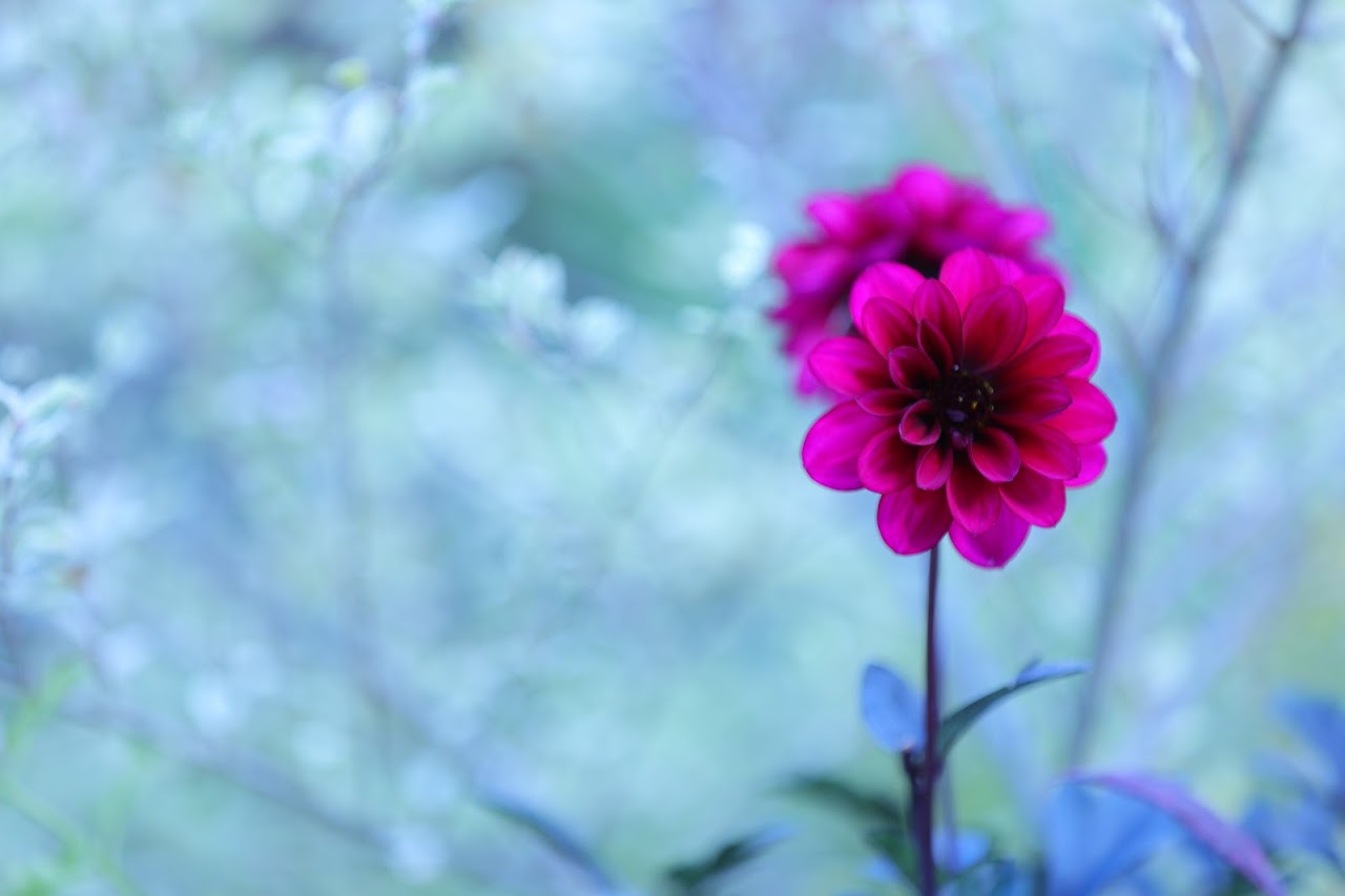 u֘A摜F჌tX}z܂Ł@Jqy