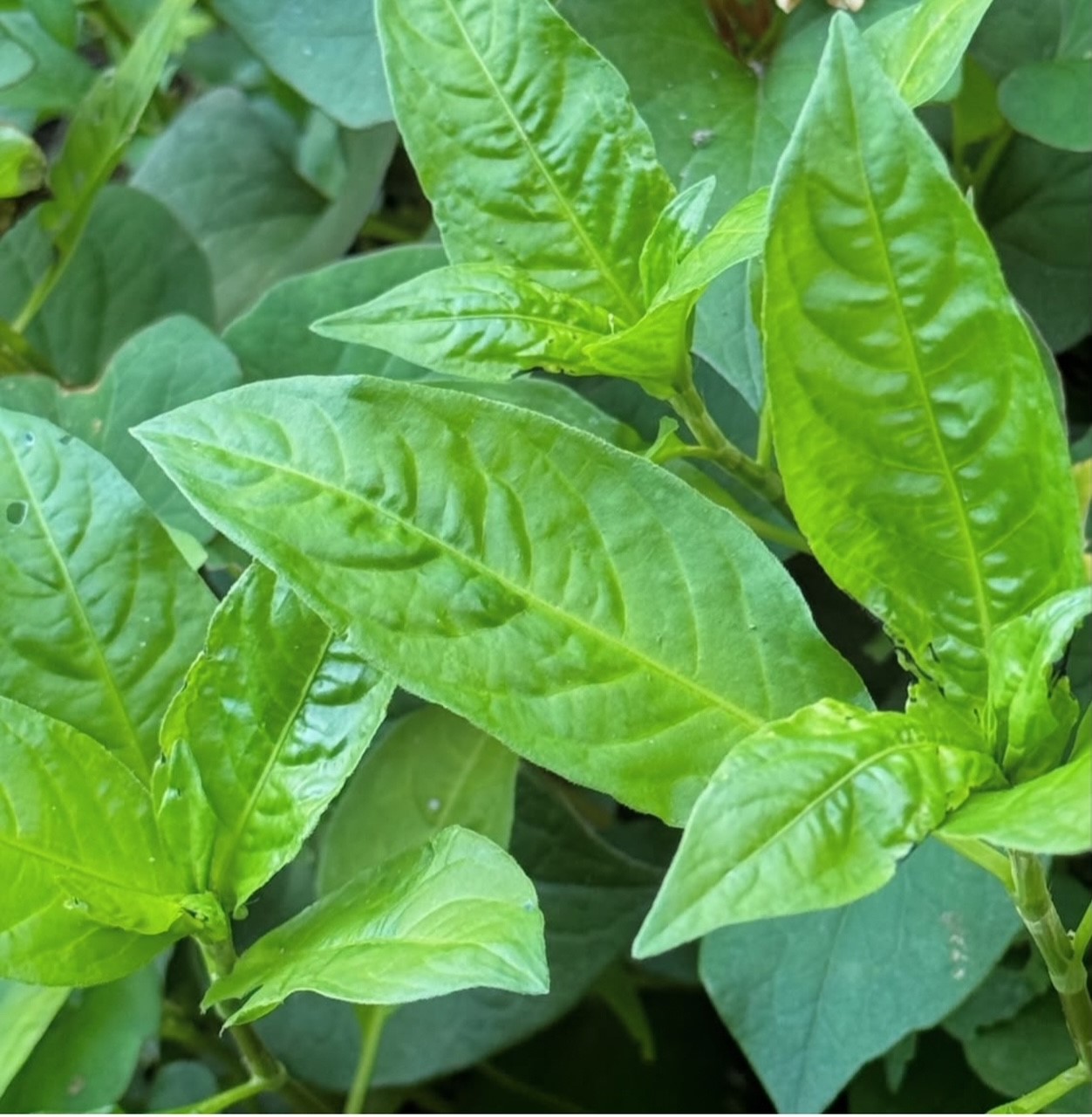 �u���֘A�摜�F6/27�@���̐��t�i�Ȃ܂΁j���߂̃X�g�[��