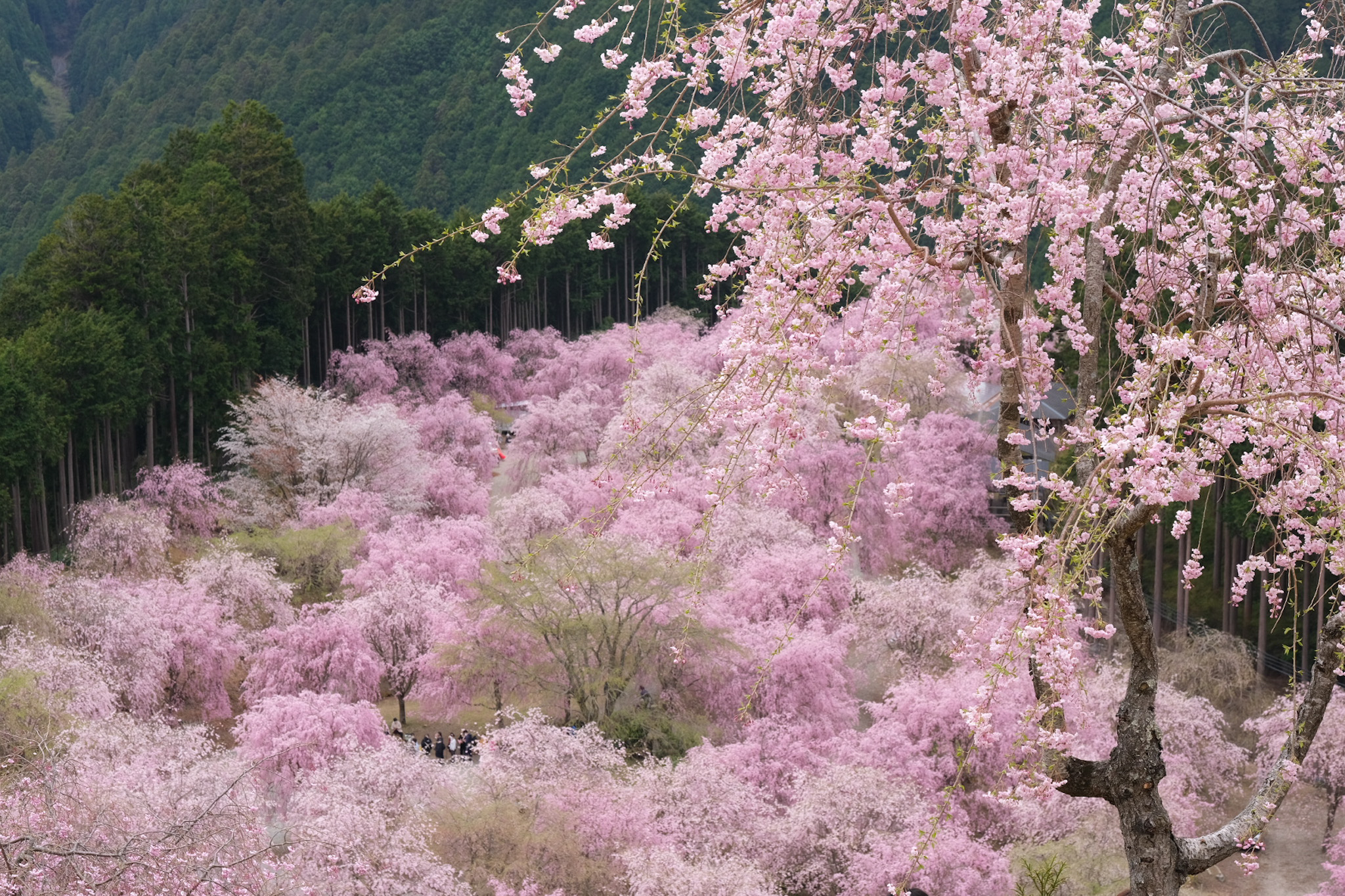 u֘A摜F4W@AtHgEI[N