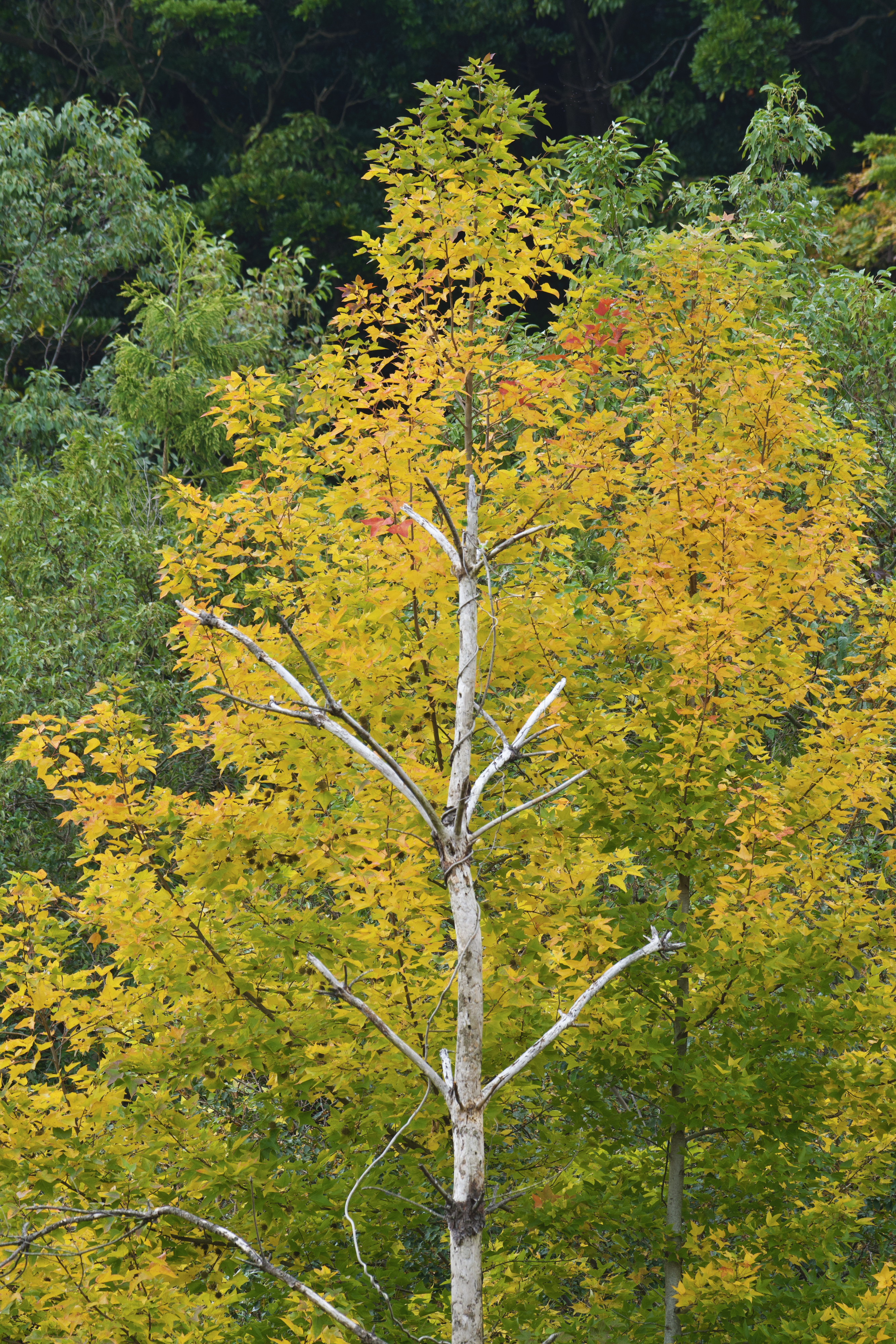 u֘A摜FfW^჌tu@偄