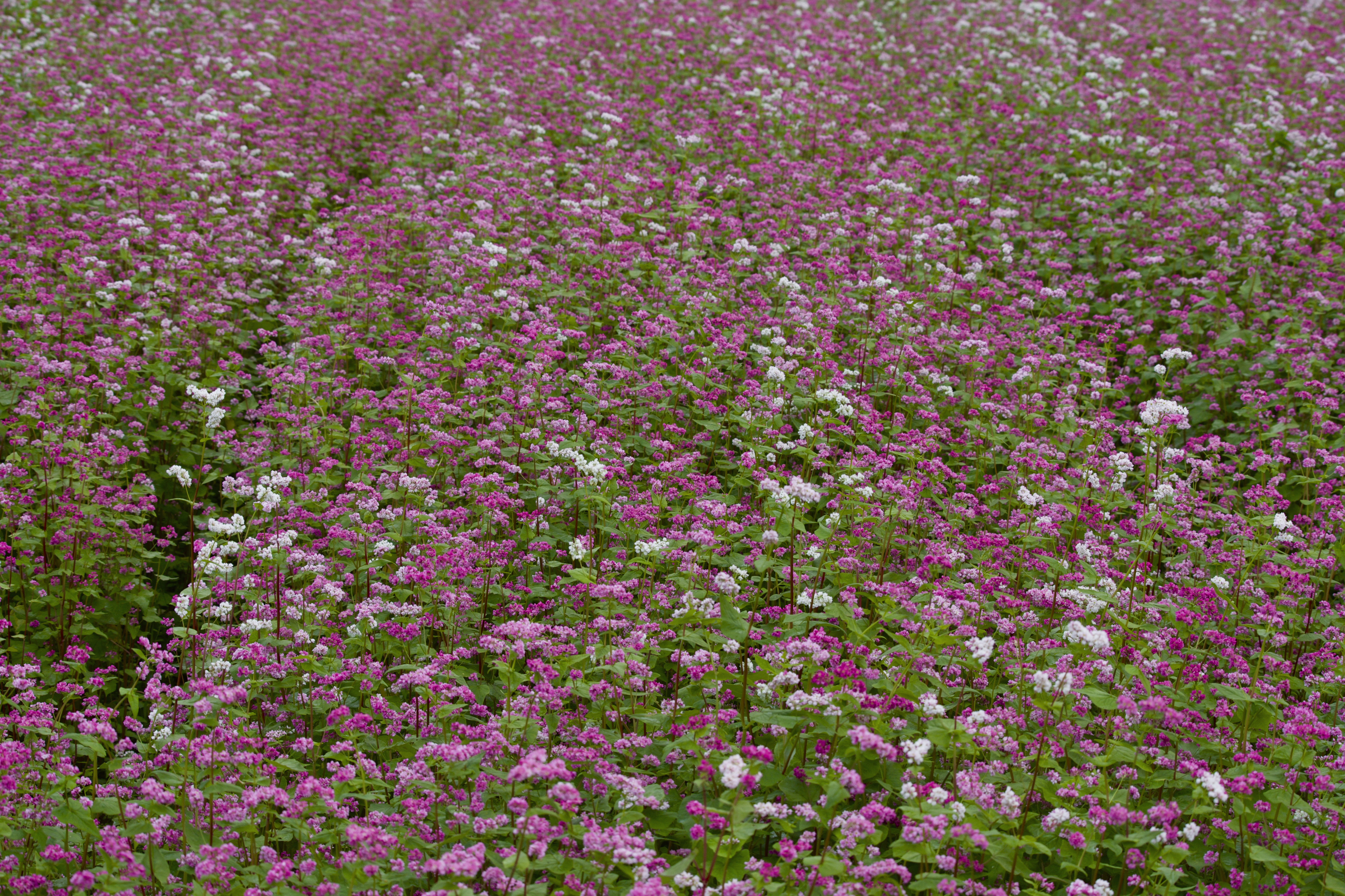 �u���֘A�摜�F4������W�@�f�W�^�����J�����u���@�����偄