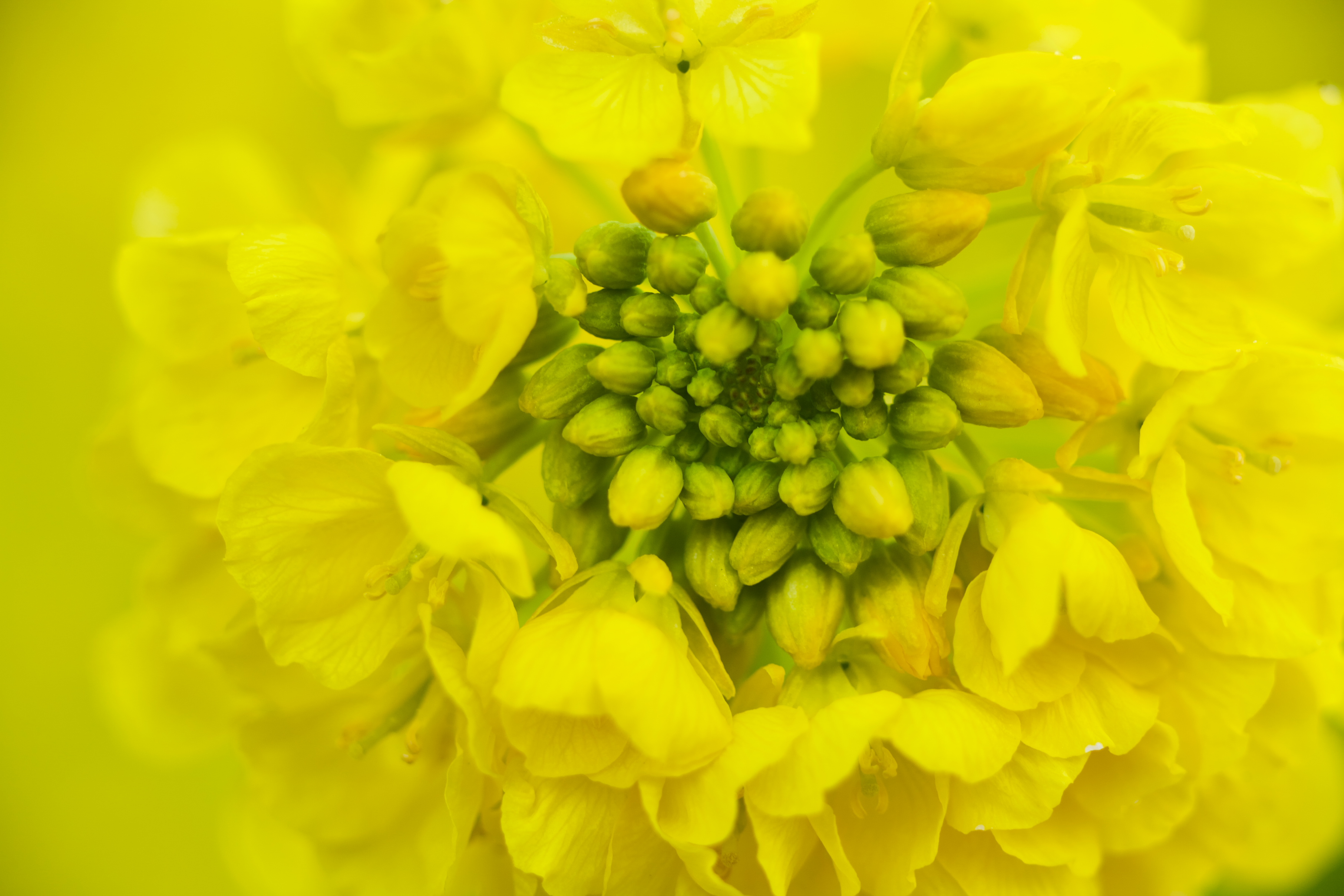 �u���֘A�摜�F4������W�@�f�W�^�����J�����u���@���o���ҁ�