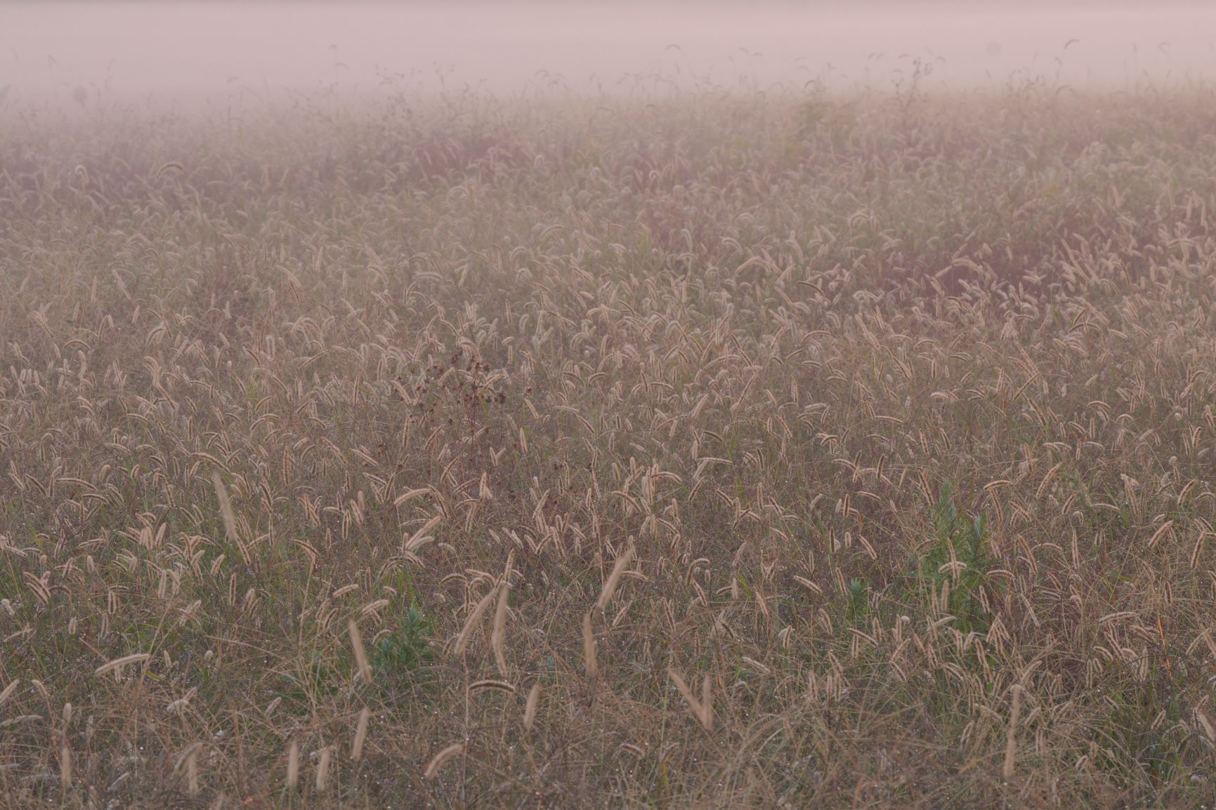 �u���֘A�摜�F4������W�@�f�W�^�����J�����u���@���o���ҁ�