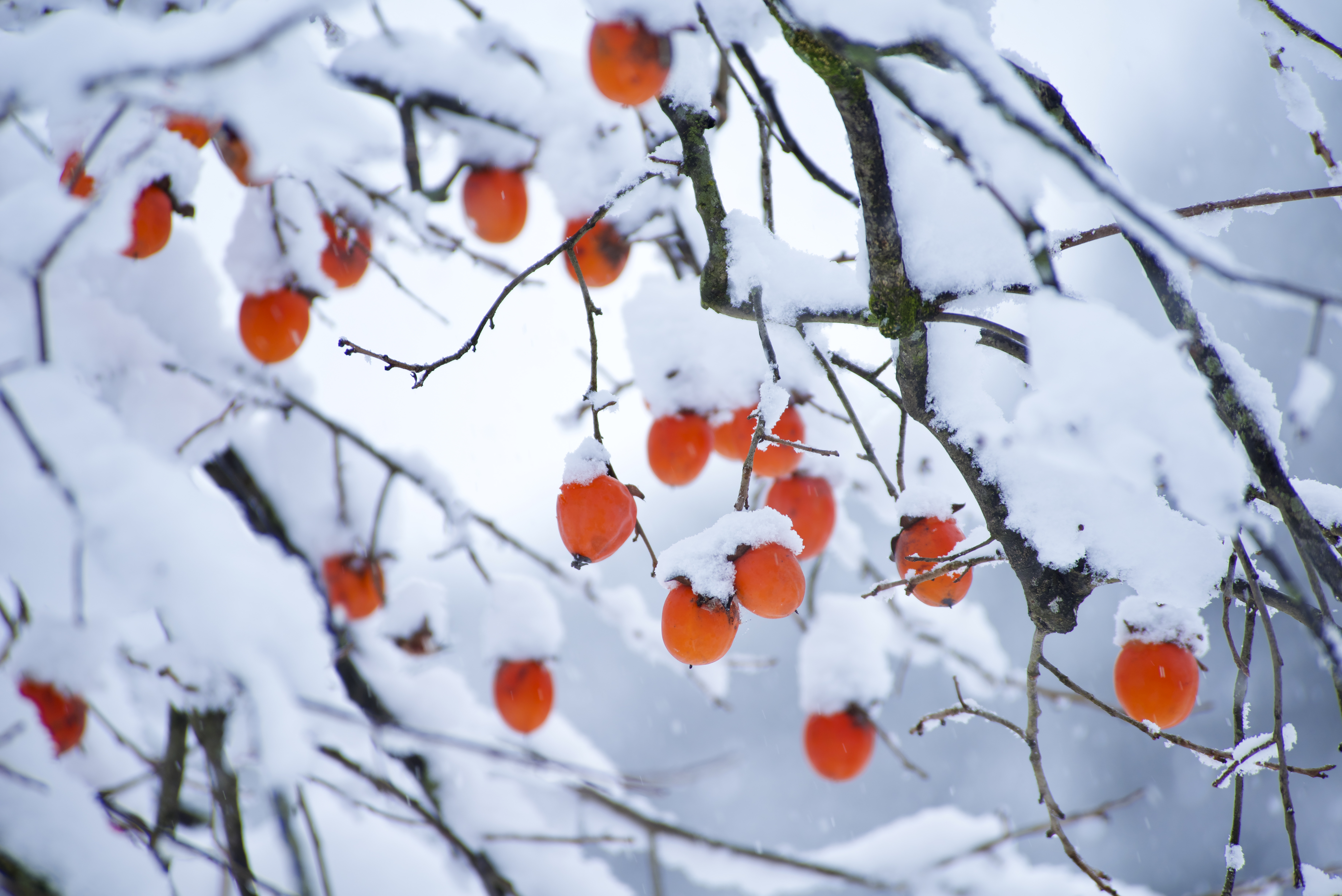 �u���֘A�摜�F�f�W�^����჌�t�u���@���o���ҁ�