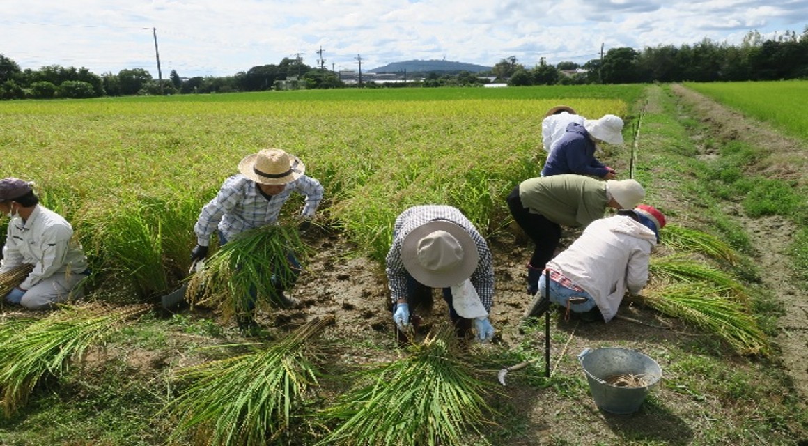 �u���֘A�摜�F4������W�@�O�d��w�t�@�[���E�y�_�u��