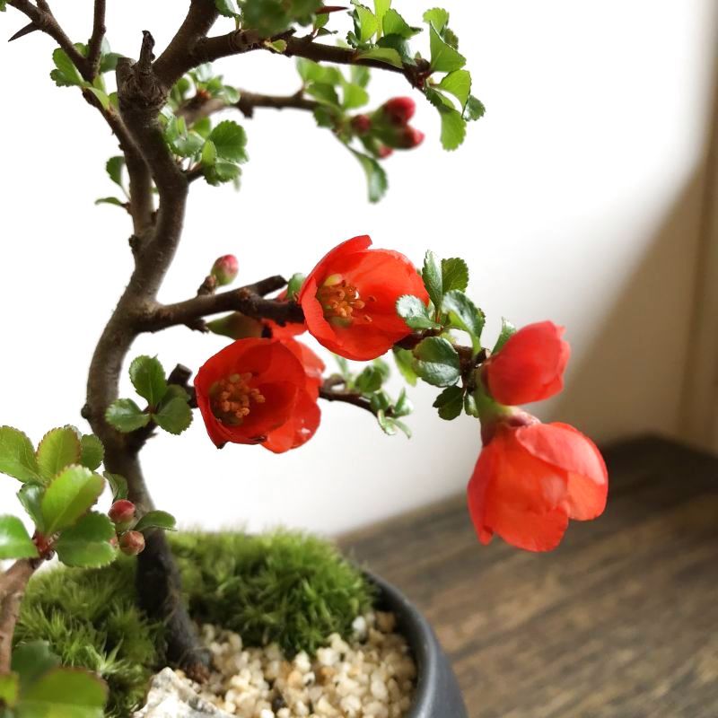 �u���֘A�摜�F�y5/28�z�����~�̏�i�~�͂�����Ă݂܂��傤