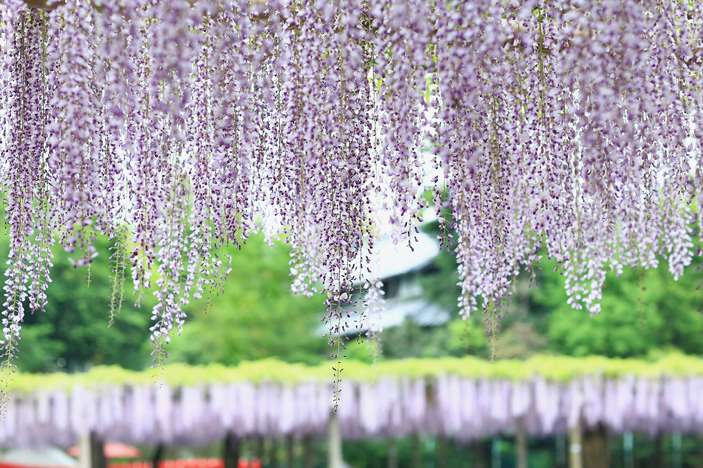 u֘A摜FfWtHgy