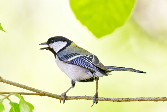 u֘A摜Fy3/4zlɂ͒̌t킩@̔Ɠw̒