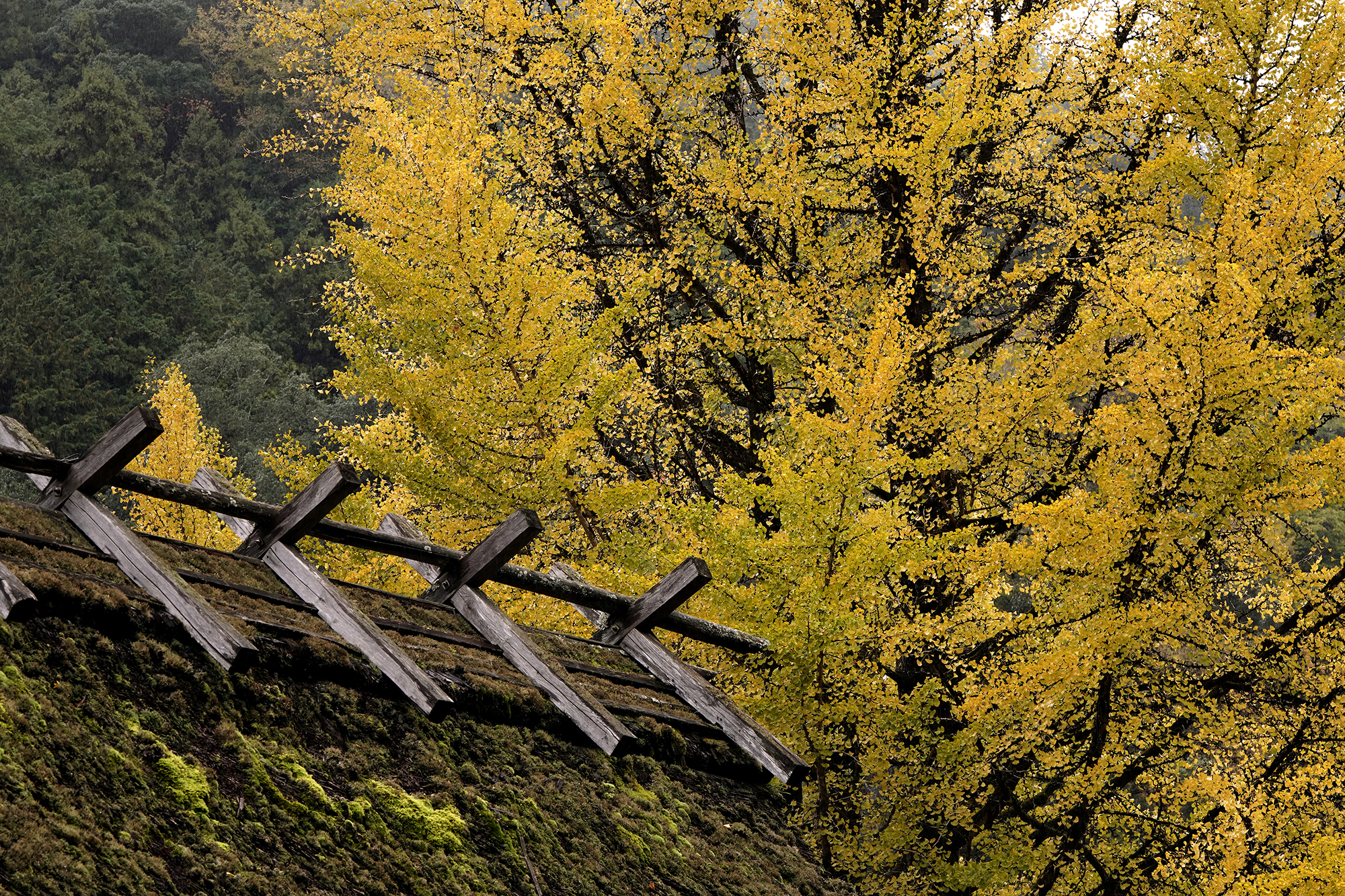 u֘A摜FfWtHgy