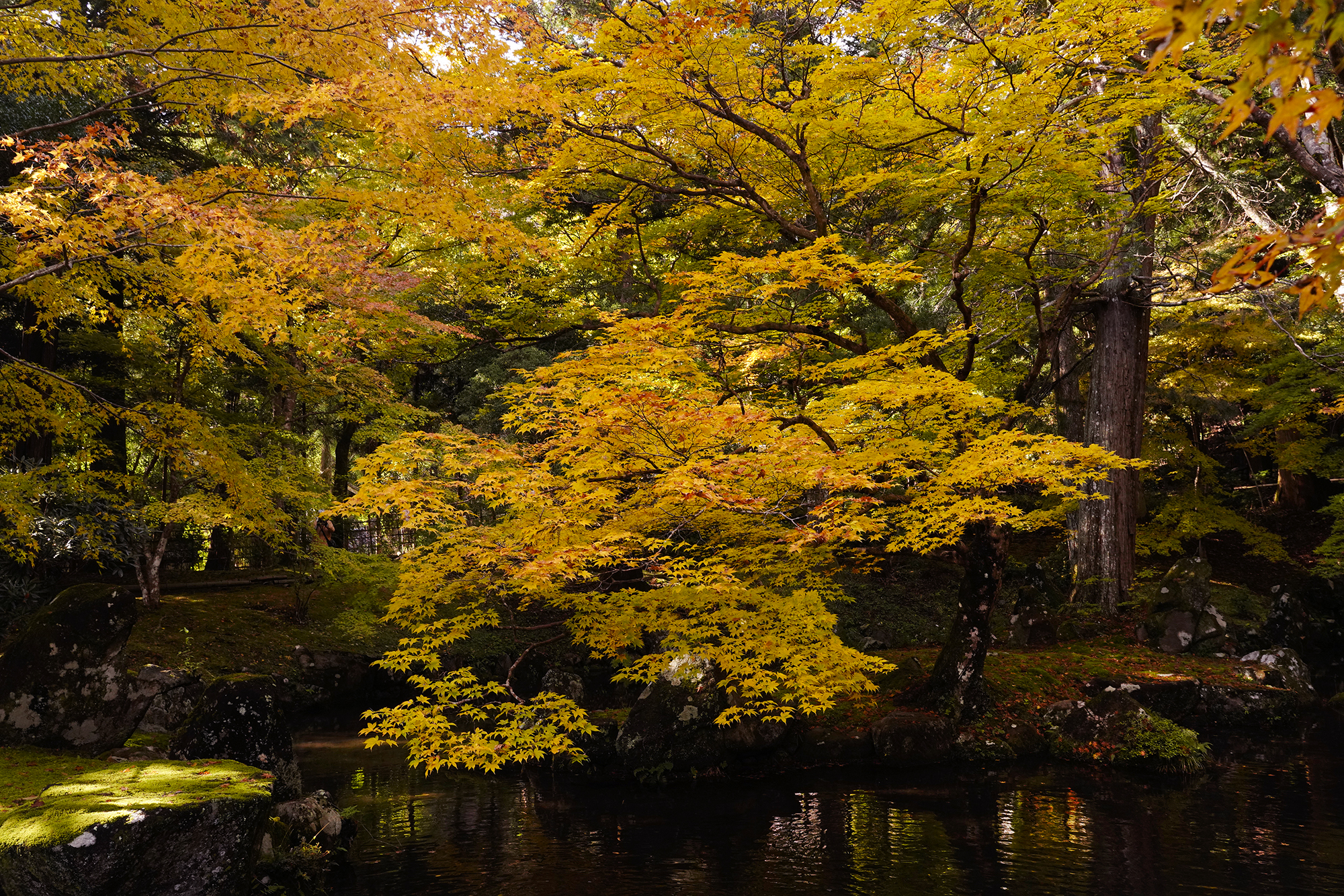 u֘A摜FfWtHgy