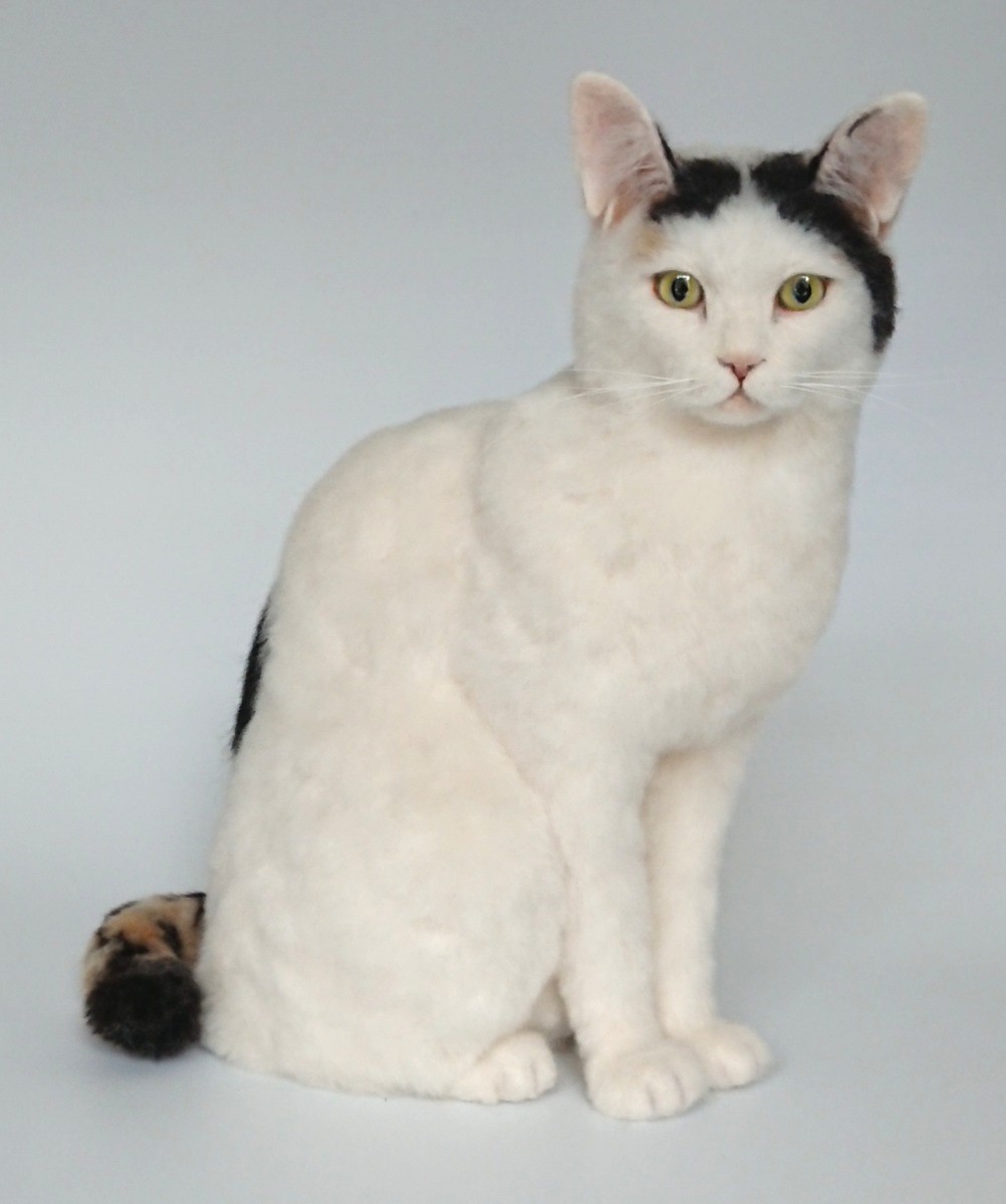 u֘A摜FrуtFgŔL낤