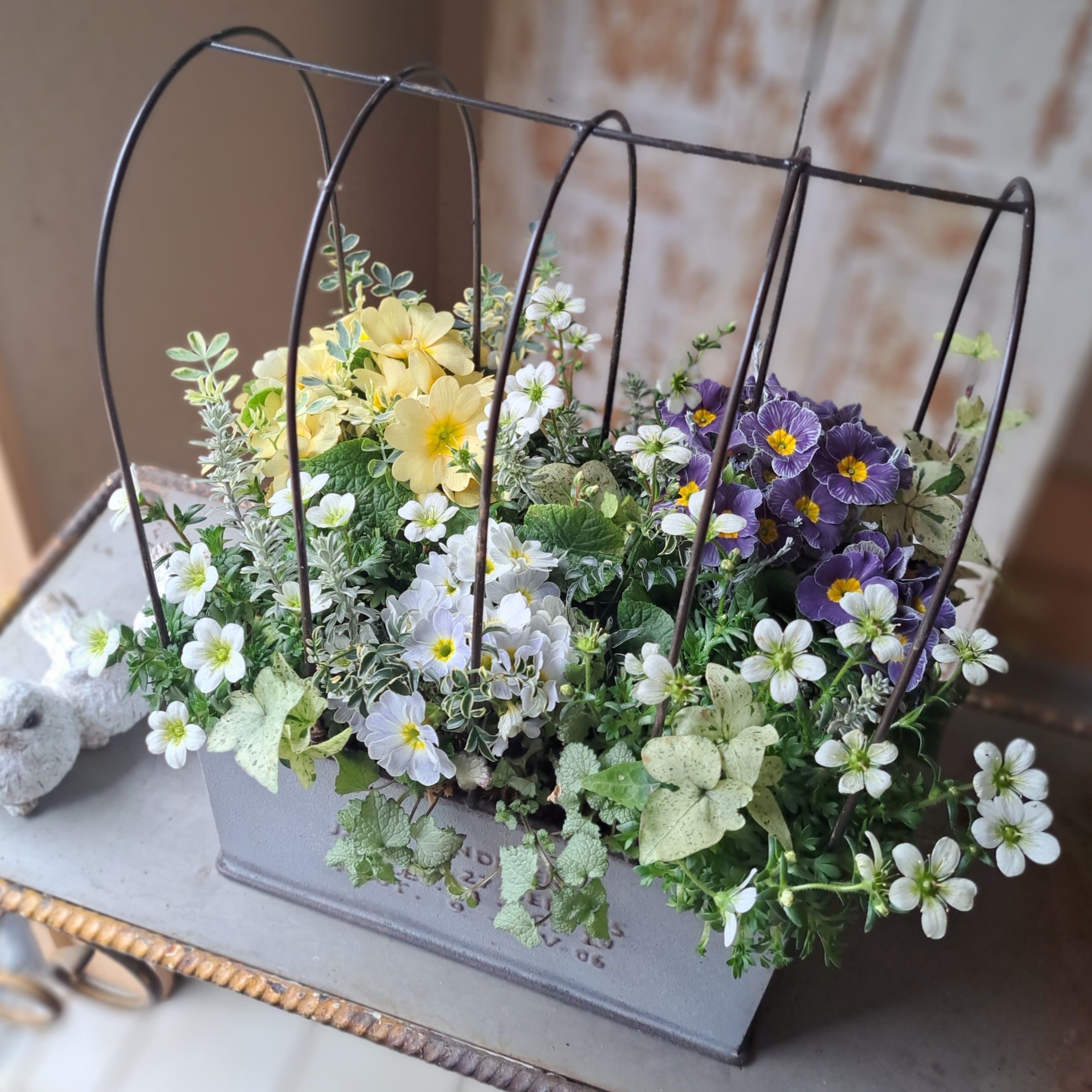 �u���֘A�摜�F�؂₩�񂹐A���u�v�����c�M���U�����O�v