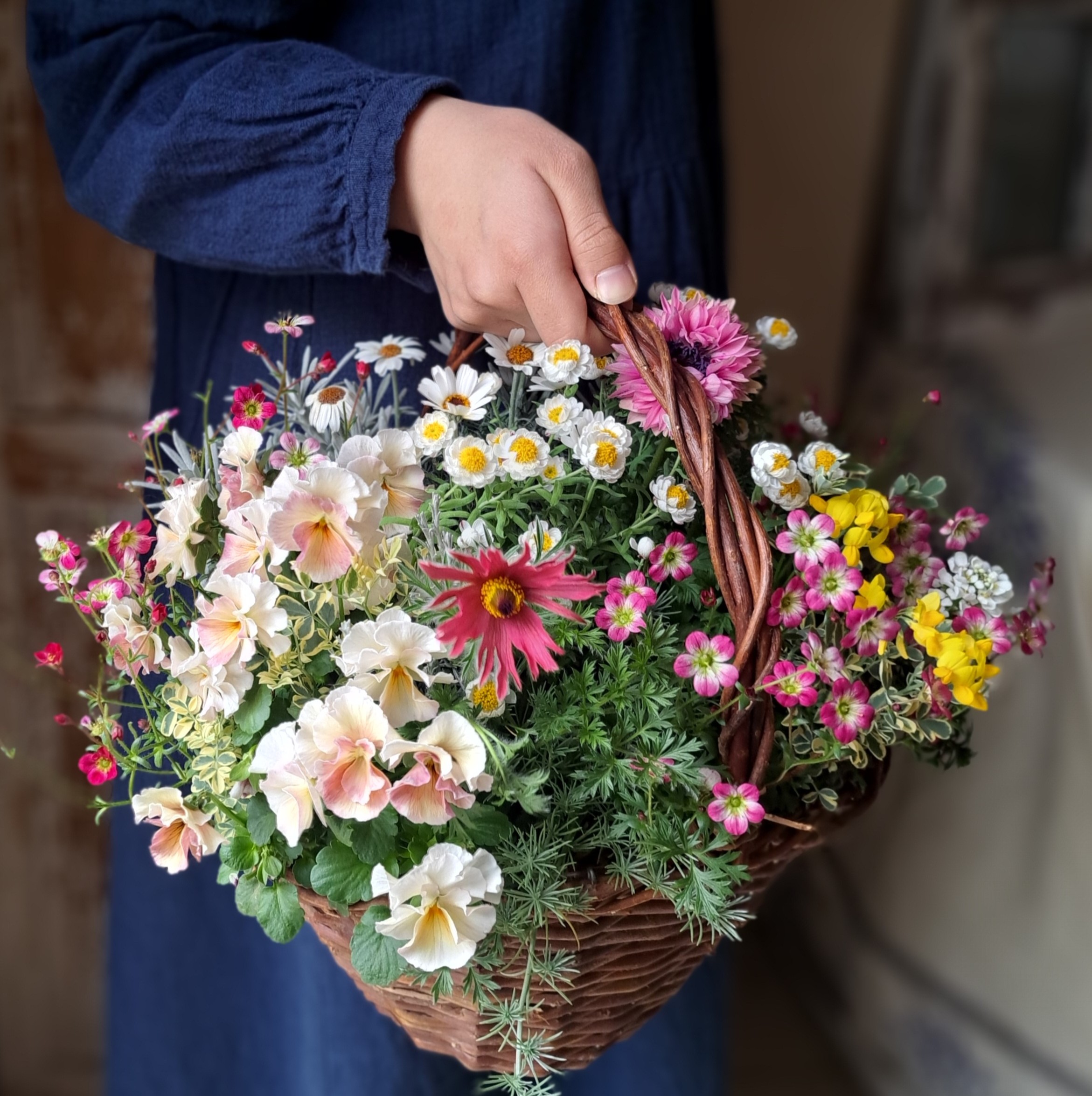 �u���֘A�摜�F�؂₩�񂹐A���u�v�����c�M���U�����O�v