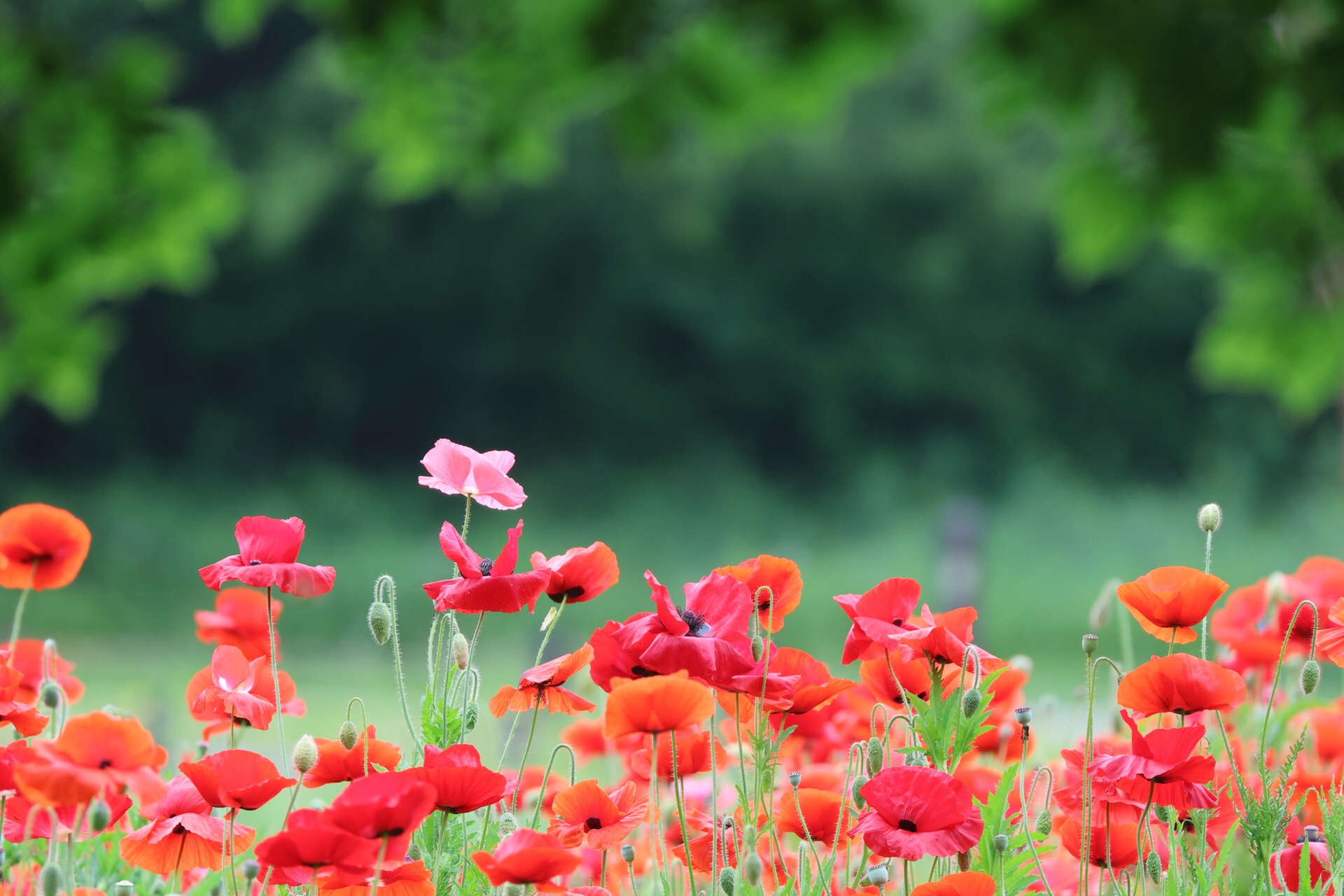 �u���֘A�摜�F�f�W�^����჌�t��i������