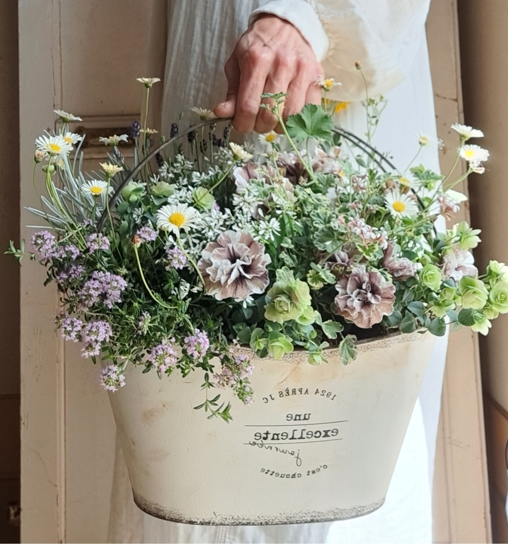 �u���֘A�摜�F�؂₩�񂹐A���u�v�����c�M���U�����O�v