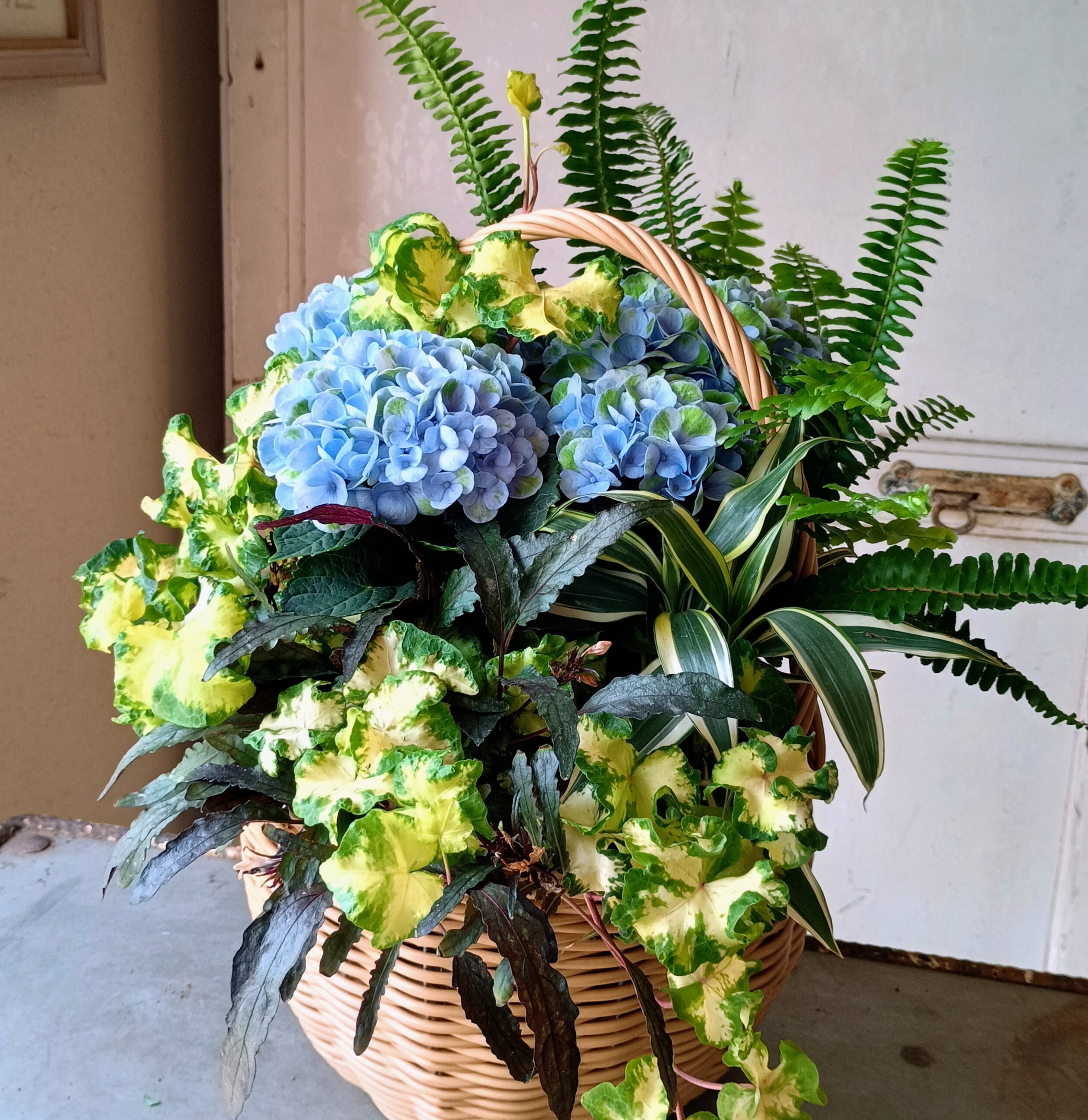 �u���֘A�摜�F�؂₩�񂹐A���u�v�����c�M���U�����O�v