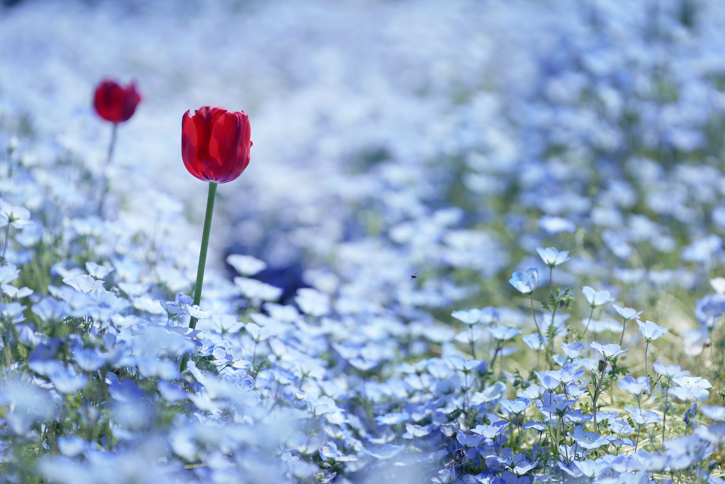 �u���֘A�摜�F�f�W�t�H�g���y������