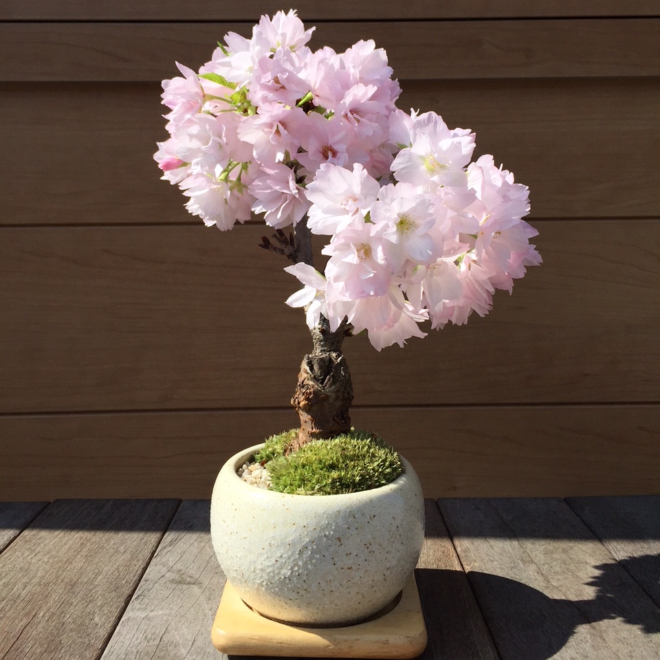 �u���֘A�摜�F3/5�������̏�i�~�͂����܂��傤�I