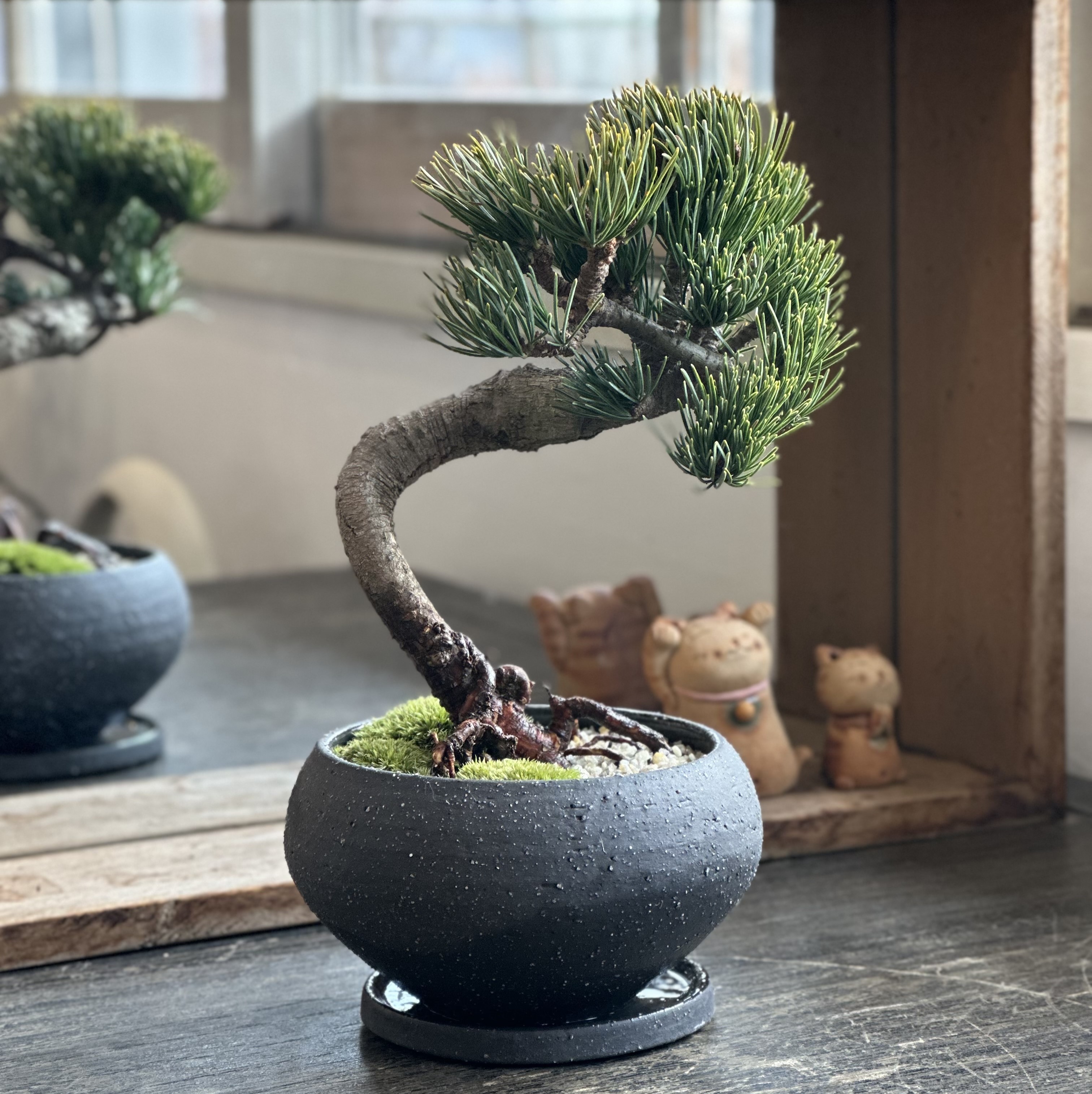 五葉松 松 盆栽 五葉松 盆栽 五葉松盆栽！ 盆栽 五葉松