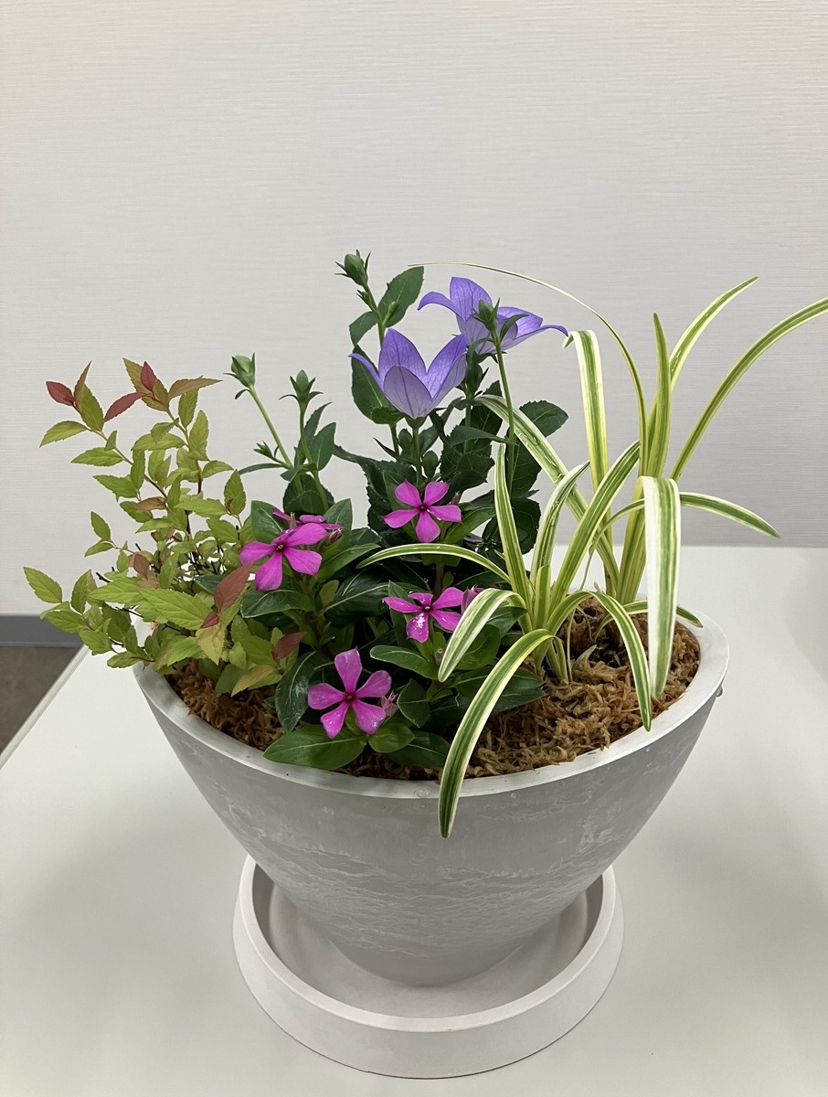 �u���֘A�摜�F6/1�L���Ԃ��s��