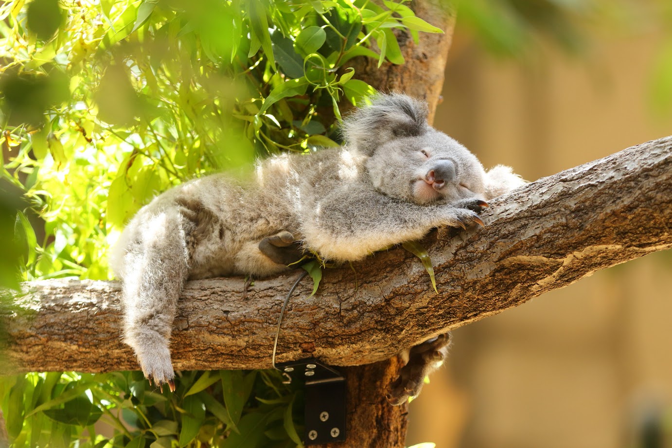 �u���֘A�摜�F�����̂��߂̃J��������