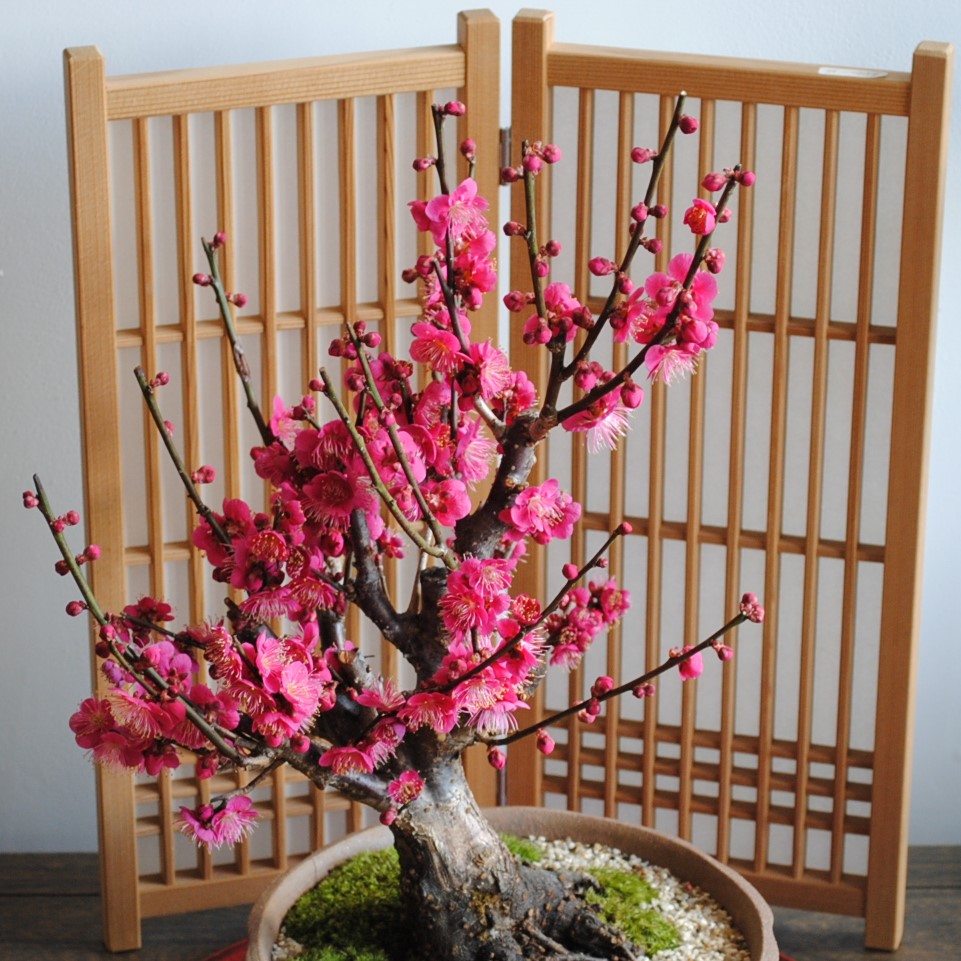 講座関連画像：12/3　新年に梅の花と香りを添えて…　梅の情景盆栽を作りましょう！